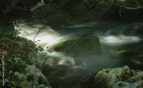 Fototapeta Naklejka Na Ścianę i Meble -  渓流の風景です