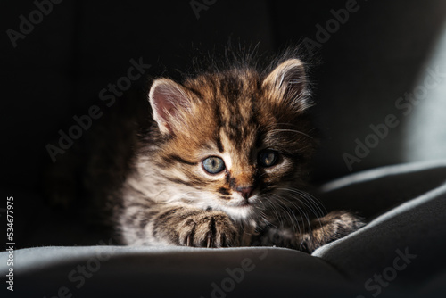 Close up portrait of a tabby kitten looking at camera