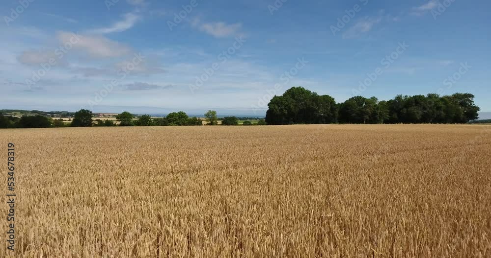 Champs de blé