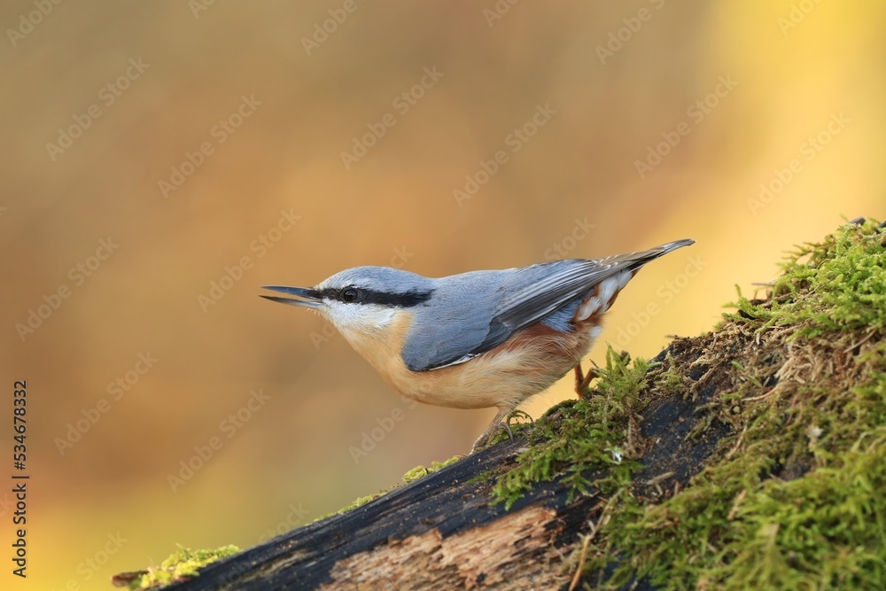 Naklejka premium Portrait of a eurasian nuthatch. (Sitta europaea). Nuthatch in the nature habitat. Wildlife scene from autumn forest.