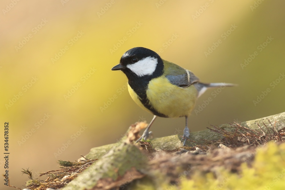 Fototapeta premium Beautiful portrait of a great tit. Parus major. Autumn scene with a colorful song bird. 
