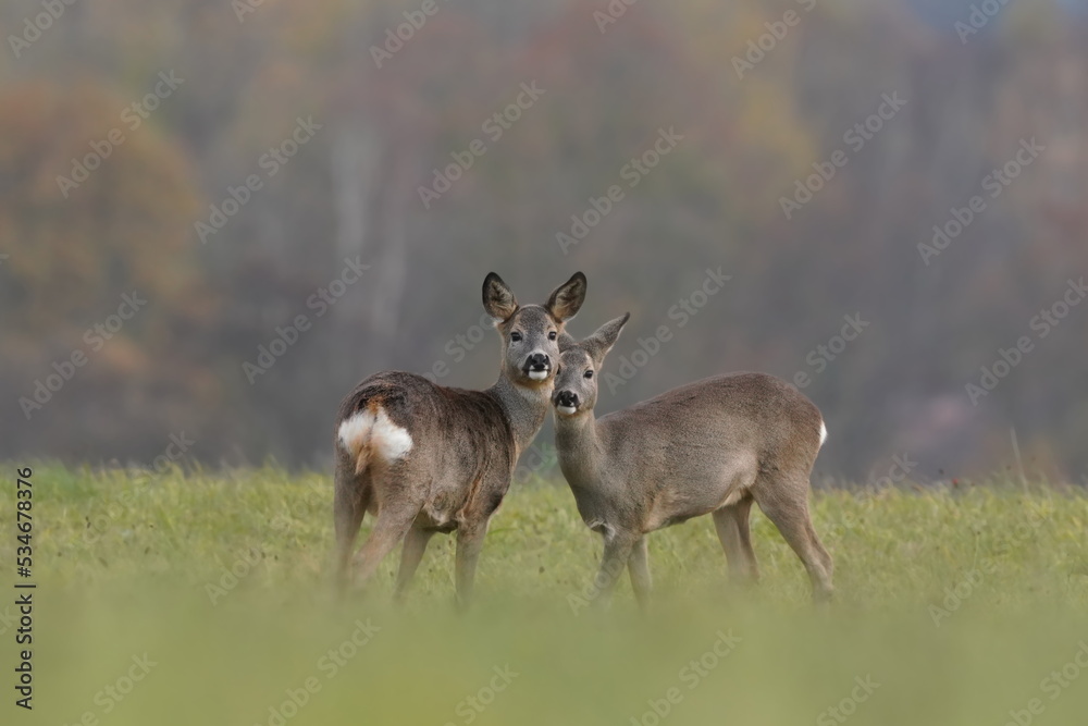 wildlife scene from autumn time. Two roe deers standing on the meadow. Deer in the nature habitat. Capreolus capreolus. Wildlife scene from czech nature. wildlife scene from autumn time. Two roe deers standing on the meadow. Deer in the nature habitat. Capreolus capreolus. Wildlife scene from czech nature.