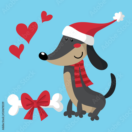 Funny dachshund with a Santa's hat, it love its bone present
