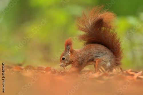 Art view on wild nature. Cute red squirrel with long pointed ears in autumn scene . Wildlife in october forest. Sciurus vulgaris