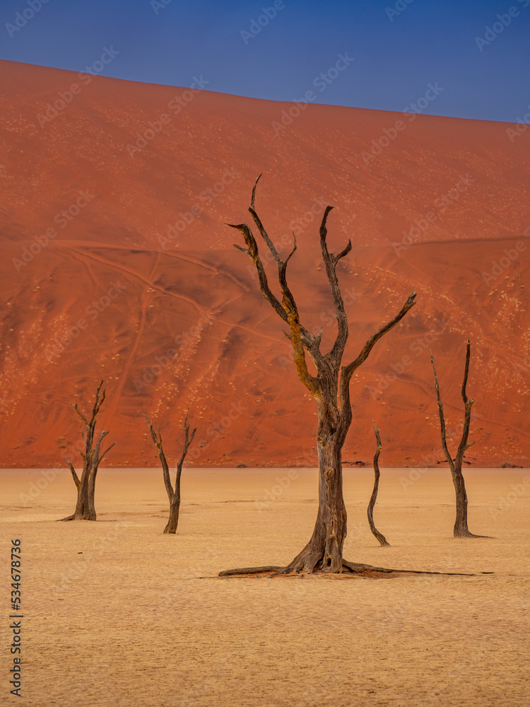 Dead Camelthorn Trees against red dunes and blue sky in Deadvlei, Sossusvlei. Namib-Naukluft National Park, Namibia, Africa Dead Camelthorn Trees against red dunes and blue sky in Deadvlei, Sossusvlei. Namib-Naukluft National Park, Namibia, Africa