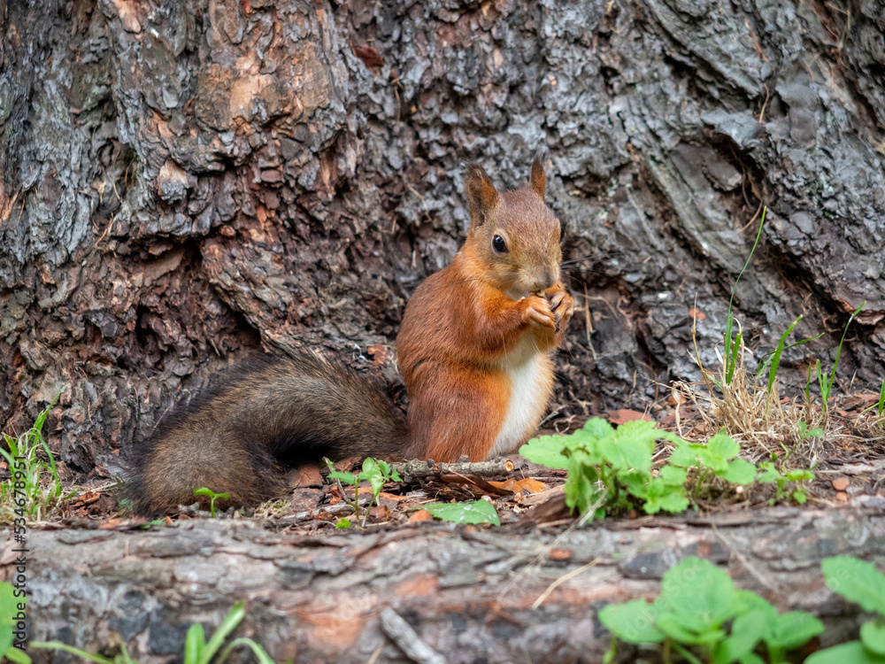 Squirrel in the forest looking for nuts or seeds. Squirrel eat Squirrel in the forest looking for nuts or seeds. Squirrel eat