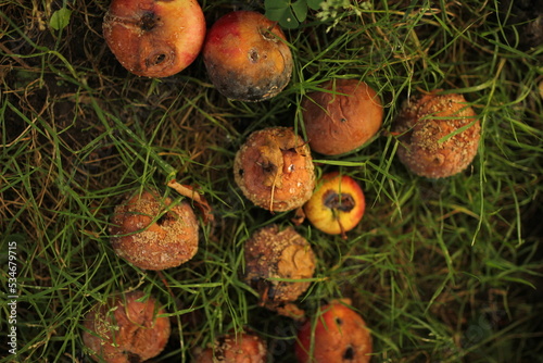 rotten apples that fell from a tree