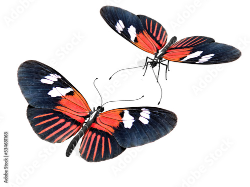 colorful butterflies on a transparent background