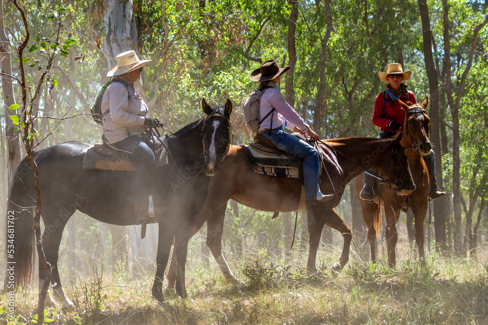 Three country ladies riding horses mustering among trees. Three country ladies riding horses mustering among trees.