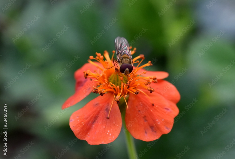 Schwebfliege auf einem Roten Nelkenwurz Schwebfliege auf einem Roten Nelkenwurz