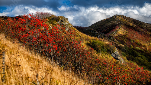 Fototapeta Naklejka Na Ścianę i Meble -  The palette of autumn colors in the mountains. Bukowe Berdo, Bieszczady National Park, Carpathians, Poland.