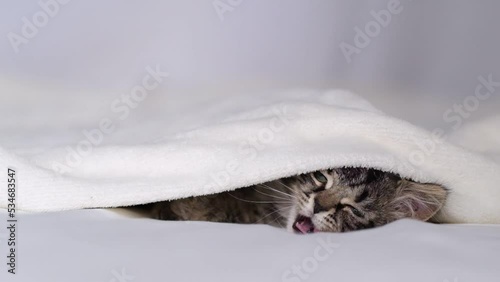 frozen kitten warms up under a warm blanket, a sleepy kitten sleeps under a blanket. Pets in cozy home on couch.