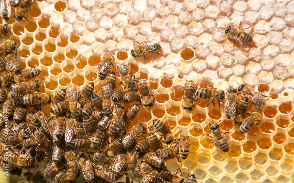 Beekeeping, freshly hatched honeycombs with bees from the beehive. Honey and bee. Beekeeping, freshly hatched honeycombs with bees from the beehive. Honey and bee.