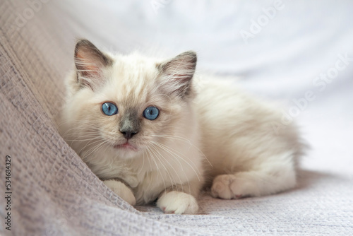Ragdoll kitten photo shoot indoors. 11 week old ragdoll kitten. photo