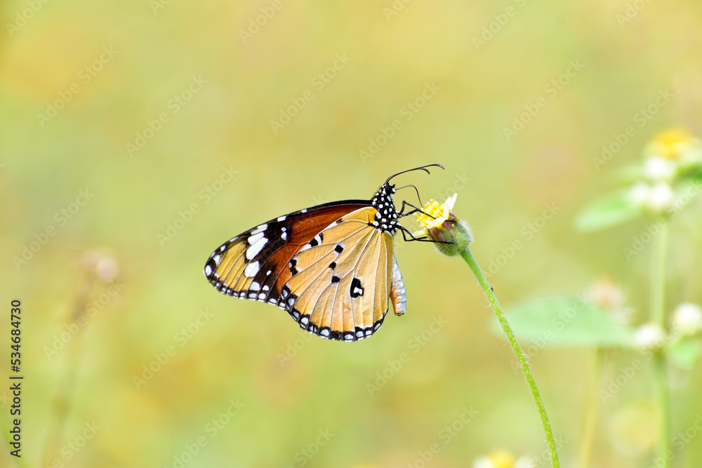 A beautiful monarch butterfly on the flowers A beautiful monarch butterfly on the flowers