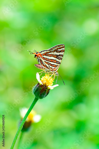 Glanville fritillary ( Melitaea cinxia ) Butterfly on flowers