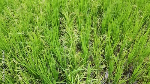 Aerial view of rice fields, Aceh, Indonesia.