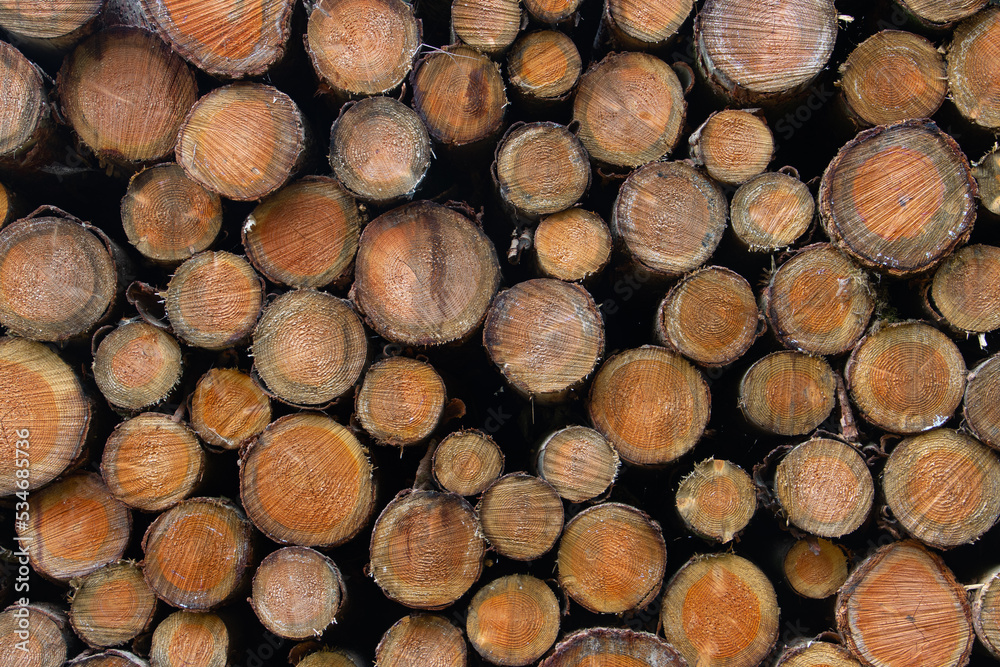Panoramic view of cross section of a log pile for wooden background Panoramic view of cross section of a log pile for wooden background