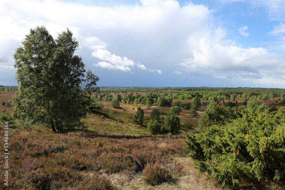 Landschaft in der Lüneburger Heide um Wilsede