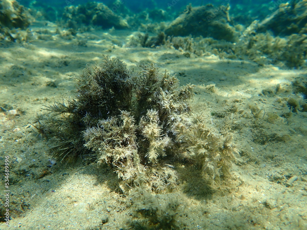 Common green branched weed or rock-weed (Cladophora rupestris) undersea ...