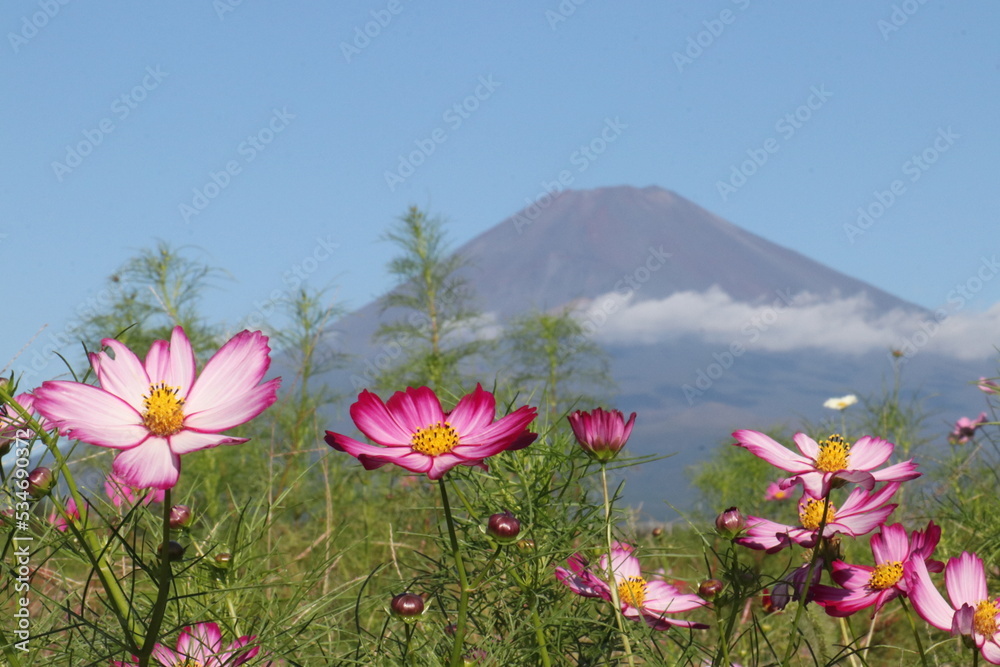 Fototapeta premium コスモスと富士山