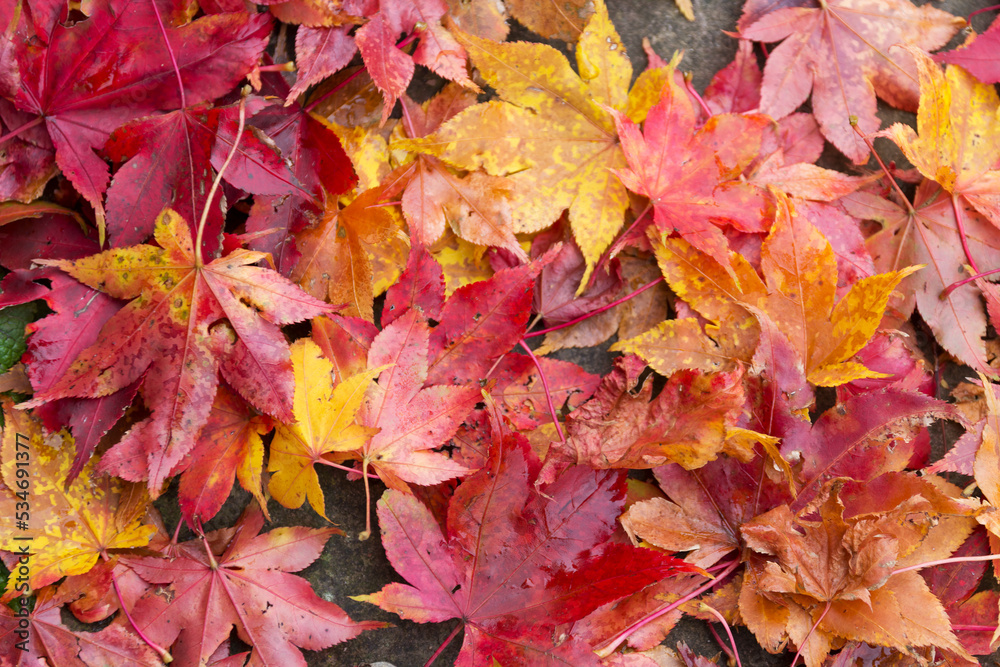 bunte Blätter des Spitzahorn in herbstlicher Färbung