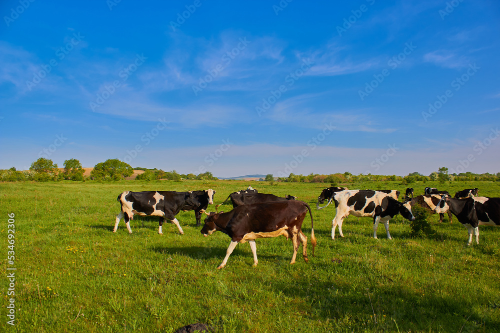 cows in the pasture,cows grazing on a pasture, cows graze on green grass cows in the pasture,cows grazing on a pasture, cows graze on green grass