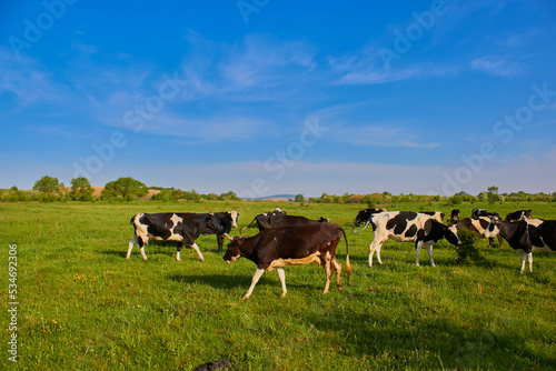 cows in the pasture,cows grazing on a pasture, cows graze on green grass © retbool