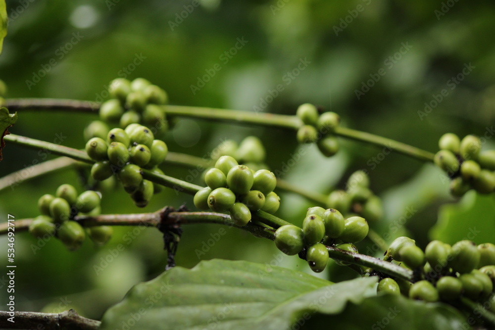 Coffee plantation 