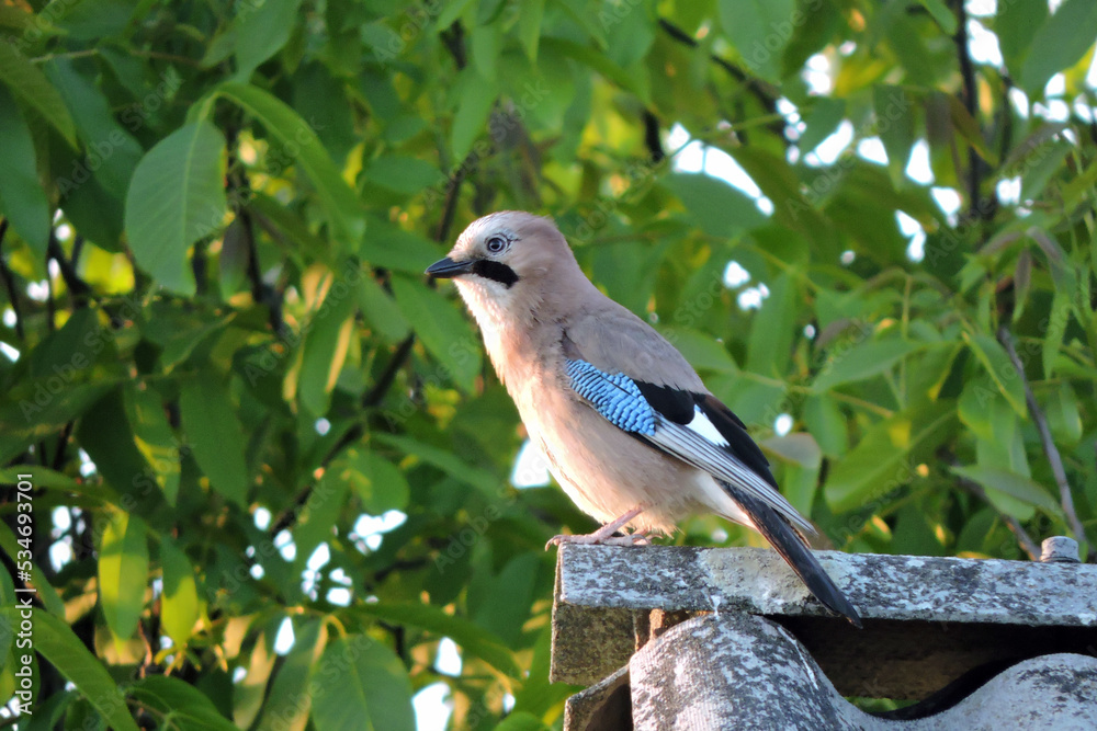 A portrait of a Eurasian jay sitting on a roof made of asbestos-cement sheets, a tree in the background