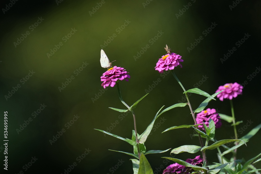 butterfly and colorful flowers butterfly and colorful flowers