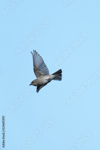 grey streaked flycatcher in a forest © Matthewadobe