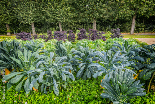 Vegetable garden with kale at the royal Danish queens castle in Graasten, Denmark photo