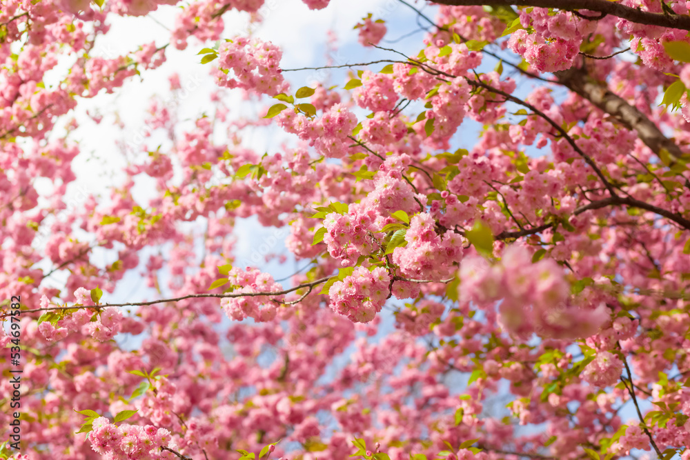 Cheery blossom tree, luscious branches full of pink flowers up in the blue sky
