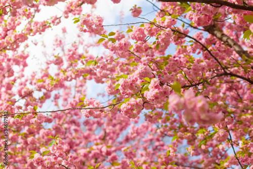 Cheery blossom tree  luscious branches full of pink flowers up in the blue sky