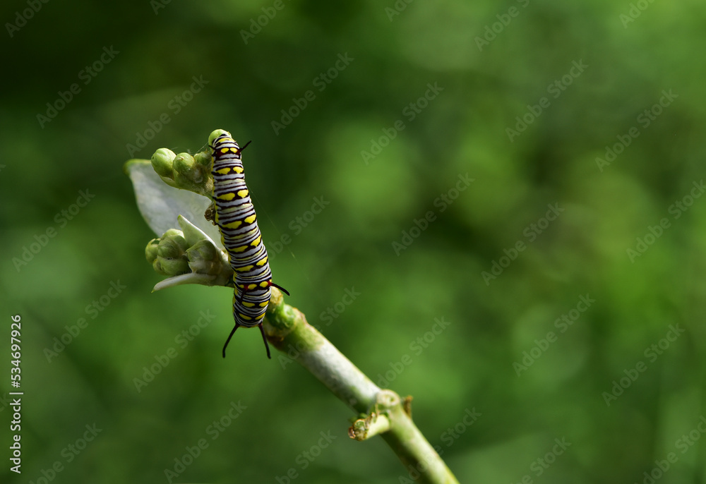 Beautiful nature caterpillar butterfly eat flower is very abundant life in the rain season. Beautiful nature caterpillar butterfly eat flower is very abundant life in the rain season.