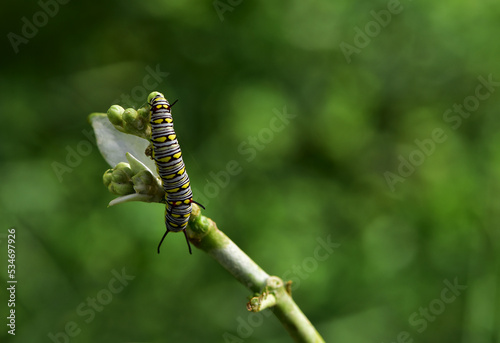 Beautiful nature caterpillar butterfly eat flower is very abundant life in the rain season.