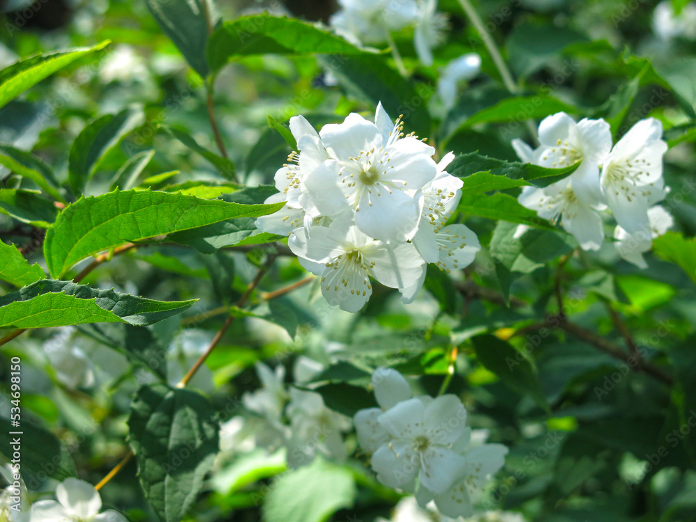 Fototapeta premium delicate fragrant jasmine is fragrant in the garden in spring