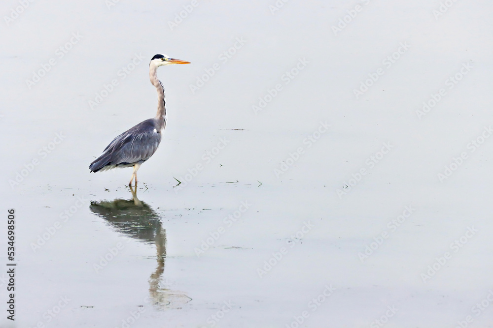 Heron Heron