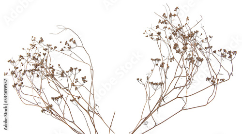 Dried meadow plants isolated on white background. Wild herbs, grasses or flowers in winter and autumn.
