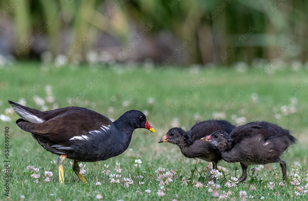 Fototapeta premium Teichhuhn mit Nachwuchs beim Füttern