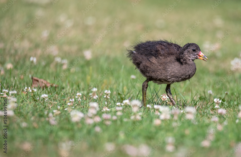 Teichhuhn mit Nachwuchs beim Füttern Teichhuhn mit Nachwuchs beim Füttern