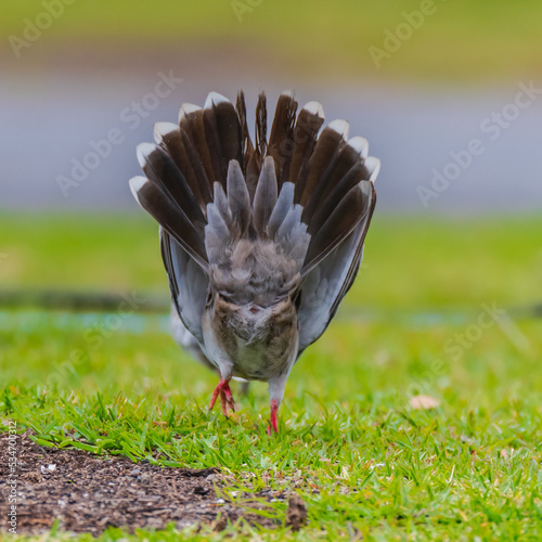 Crested Pigeon shaking tail feathers performing mating dance