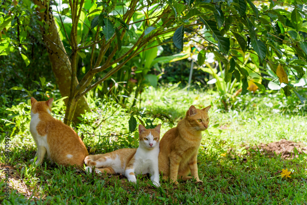 Fototapeta premium Cat family living in the garden, relaxing in the morning light, cats in in fruit orchard