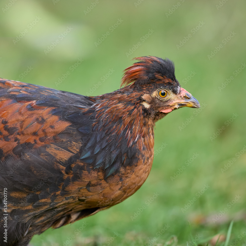 Close up of young brown rooster of Poland chicken Close up of young brown rooster of Poland chicken
