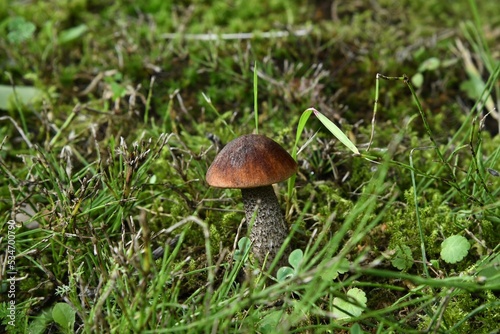 Młody grzyb koźlarz białawy (Leccinum holopus) pośród trawy