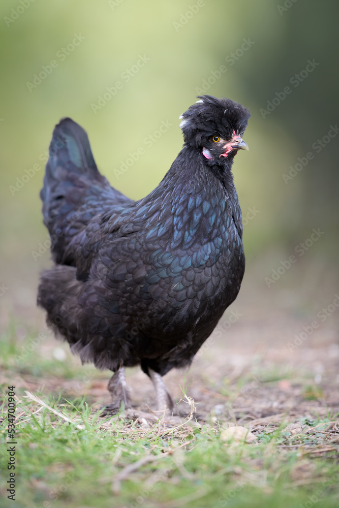 Black Poland chicken with white crest Black Poland chicken with white crest