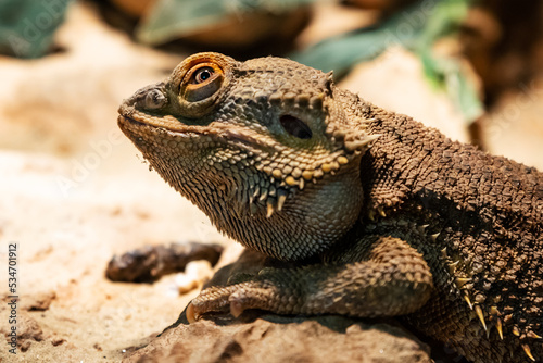 Central Bearded Dragon. Reptile and reptiles. Amphibian and Amphibians. Tropical fauna.