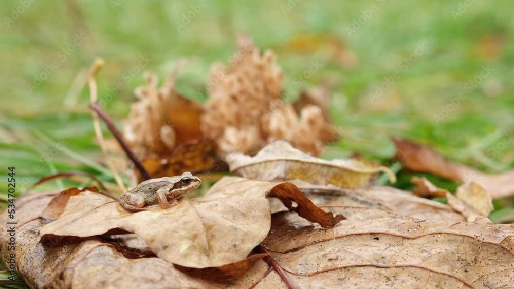 A small frog is sitting on an autumn leaf. A small frog is sitting on an autumn leaf.