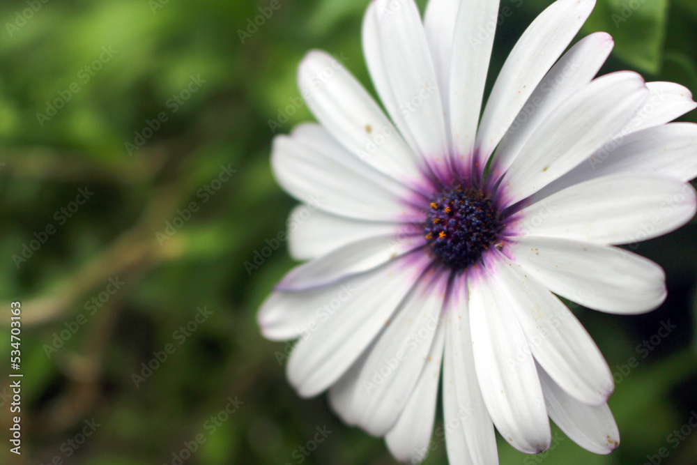 Macro capture of bright, spring flowers in full bloom, on sunny days. Macro capture of bright, spring flowers in full bloom, on sunny days.